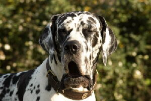schöne Deutsche Dogge