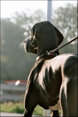 Deutsche Dogge in schwarz von hinten