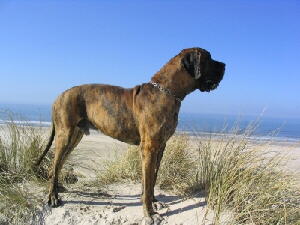 Deutsche Dogge am Strand